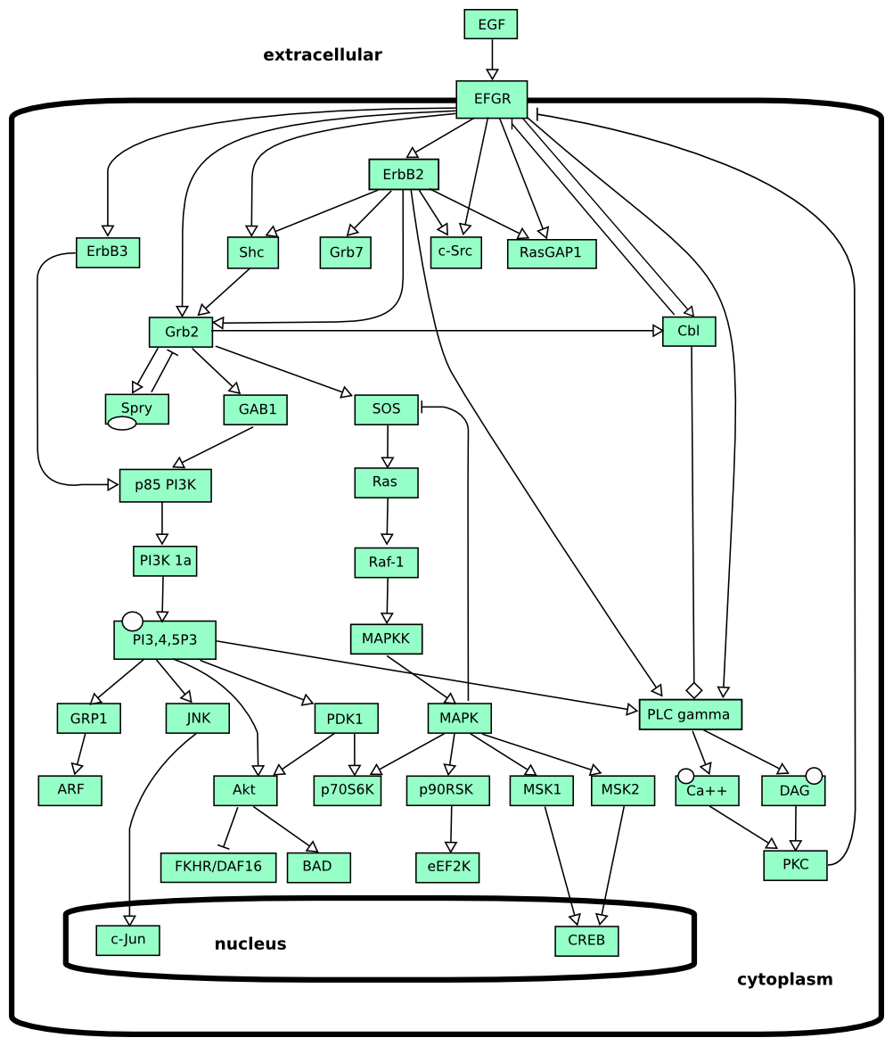 AF map of EGFR activation