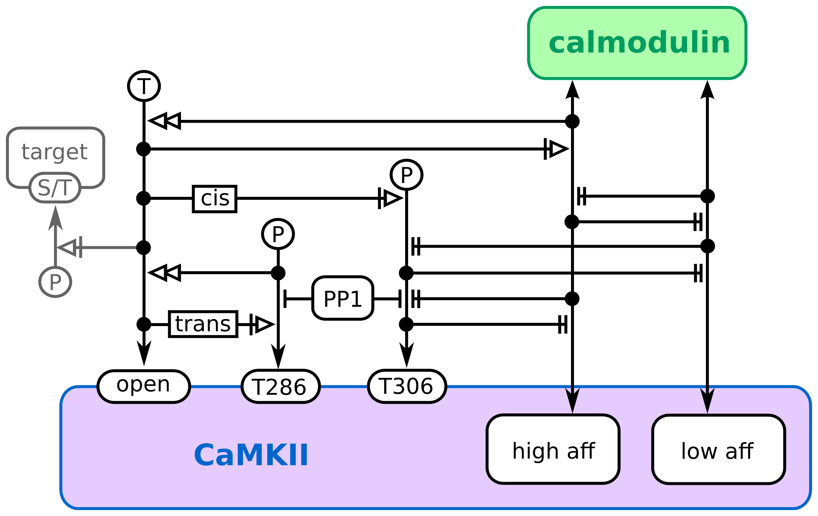 ER map of CaMKII regulation