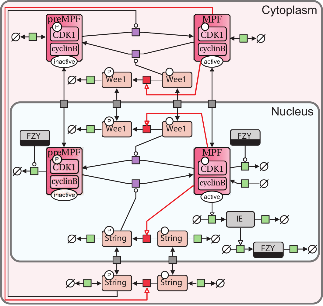 PD map of cell cycle regulation