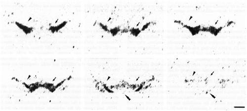Figure 3, low resolution
