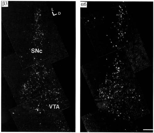 Figure 4, low resolution