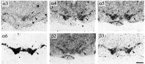 Figure 6, low resolution