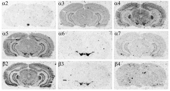 subunits in DA cells