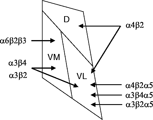 \includegraphics{habenula.eps}