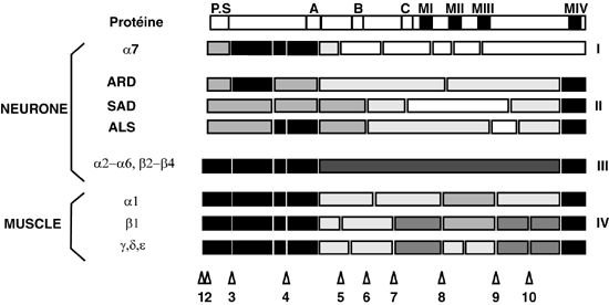 structure des gÃ¨nes de sous-unitÃ©